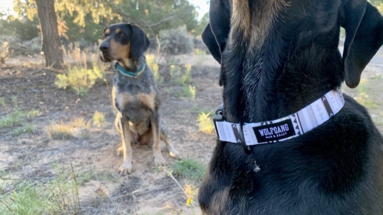 Beste Anti-Bellhalsbänder für Hunde im Jahr 2026 – Artikel Vergleichen